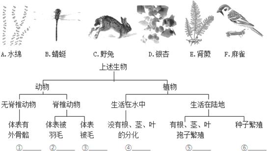 动物与植物少儿小百科（动物与植物的关系图）