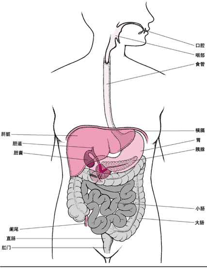 人体百科小知识胰腺（人体胰腺的形状和位置）